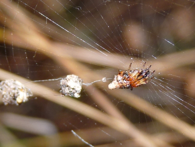 Cyclosa insulana