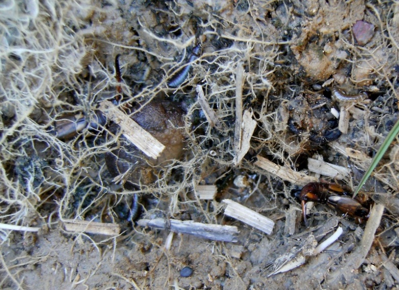 Giovani Dermatteri