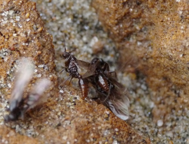 Anche le formiche, nel loro piccolo..(Sciamatura di Myrmica)