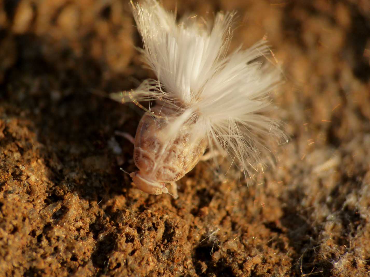 Ospiti delle formiche Myrmica: Cixiidae Reptalus sp.