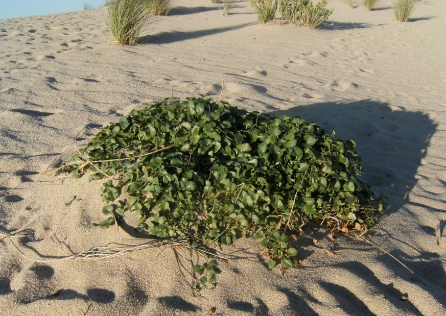 Convolvulus soldanella / Soldanella di mare