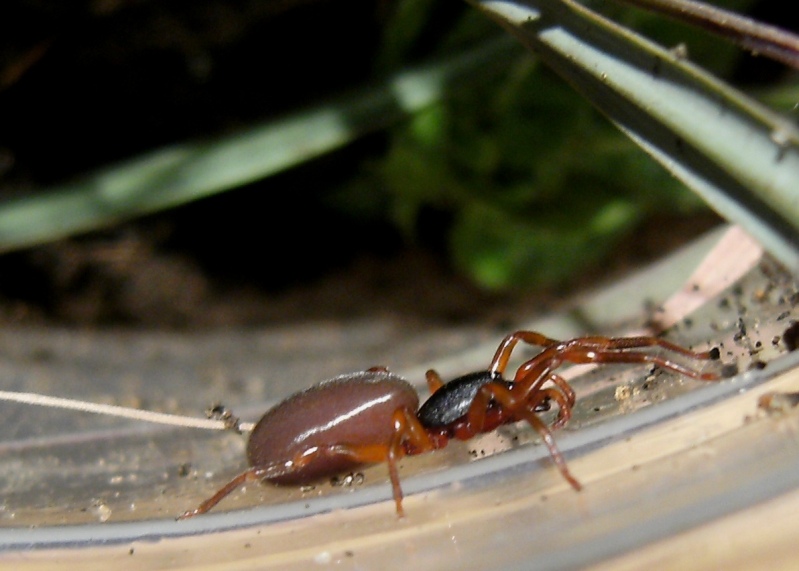 Piccolo Dysderidae