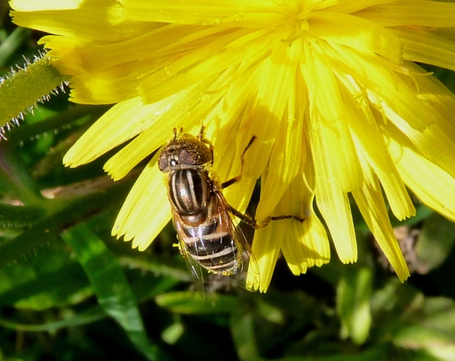 Eristalinus megacephalus ♀ (Syrphidae)