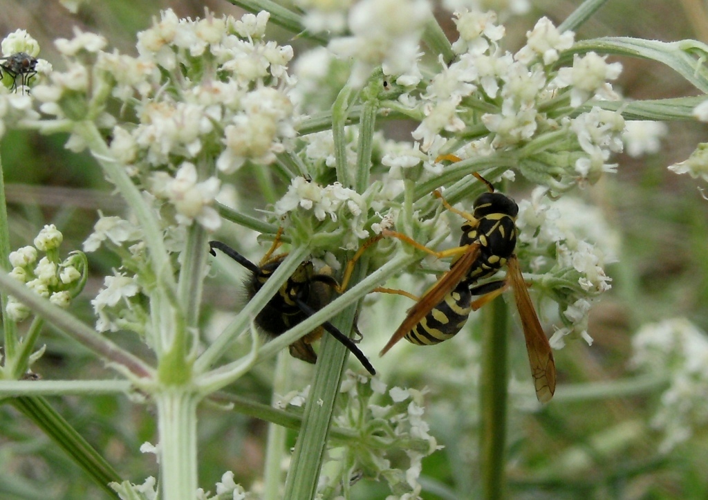 Insetti infreddoliti (Phaneroptera, Vespula, Polistes)