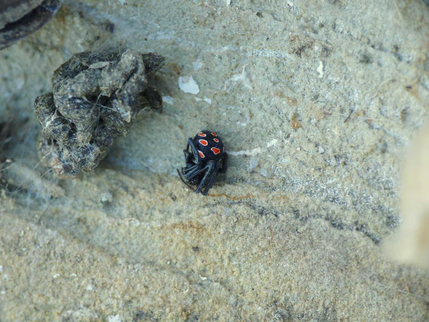 Giovane Latrodectus