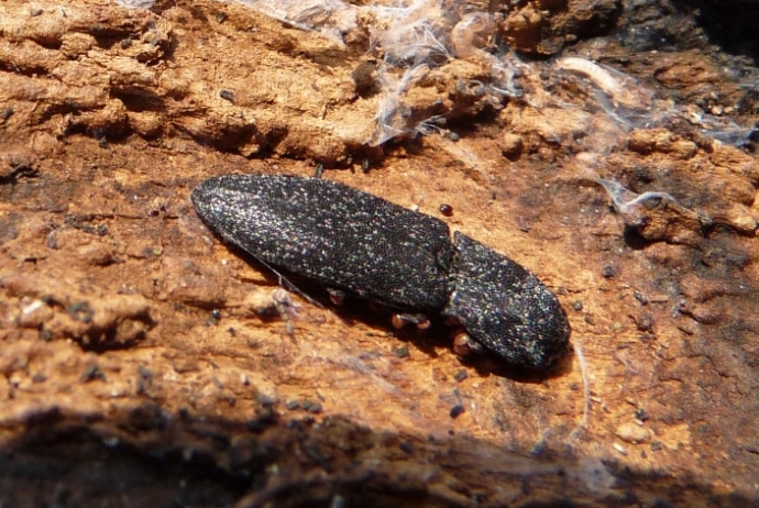 E questo cos''è? Drasterius bimaculatus