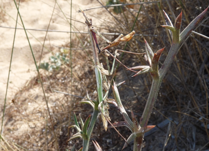 Empusa pennata adulta
