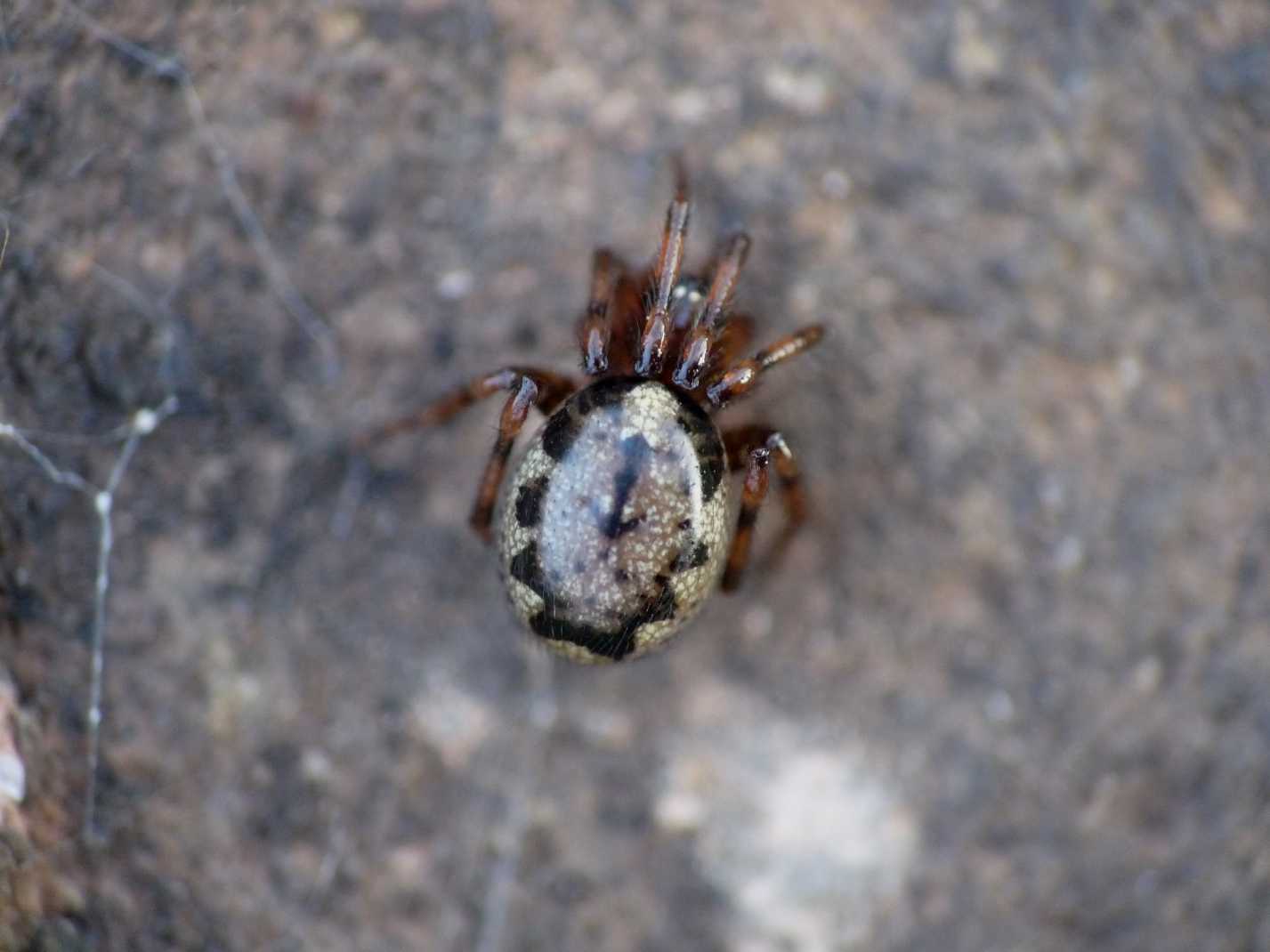 Enoplognatha sp.