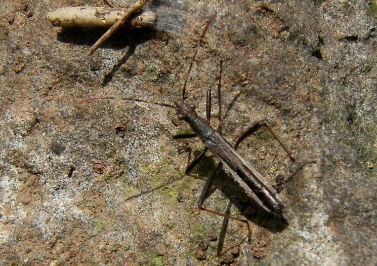 Alydidae: Micrelytra fossularum di Roma