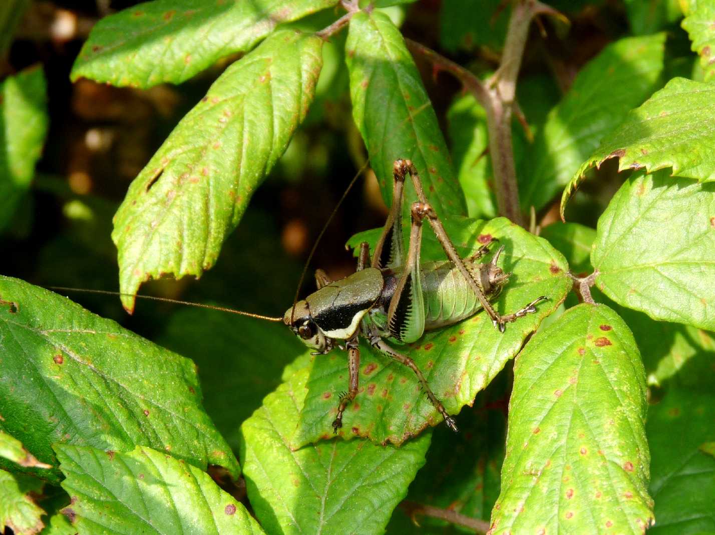 Come si chiama? - Eupholidoptera sp.