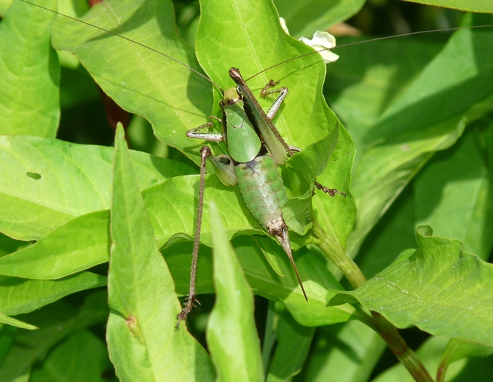 Eupholidoptera sp.