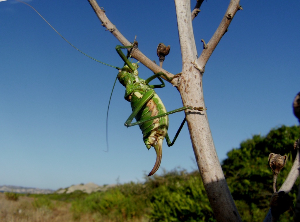 Tettigonia sp. e Uromenus (Bolivarius) brevicollis insularis