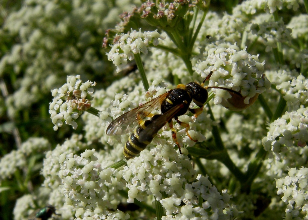 Cerceris sp. (Crabronidae)