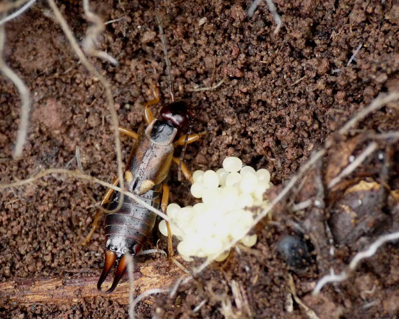 Ovatura di forficula auricularia