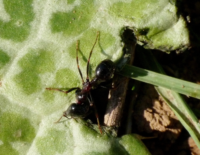 Messor al lavoro - Messor wasmanni (= M.meridionalis)