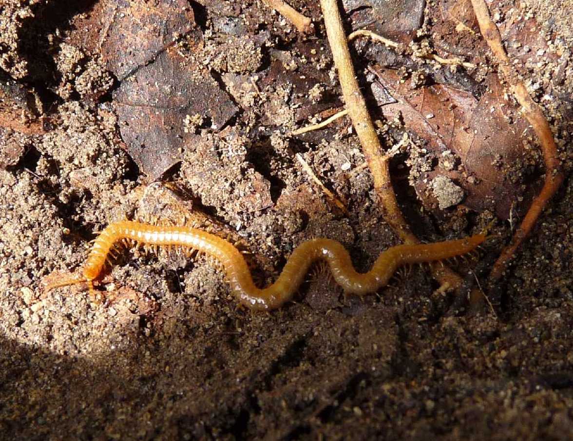Geophilomorpho 
