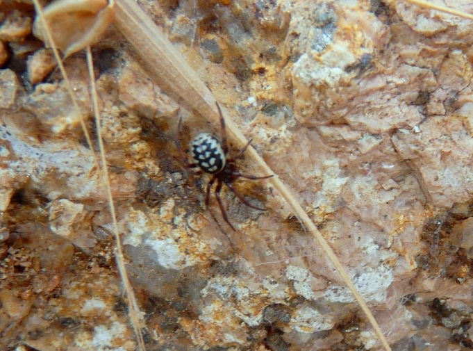 Steatoda albomaculata