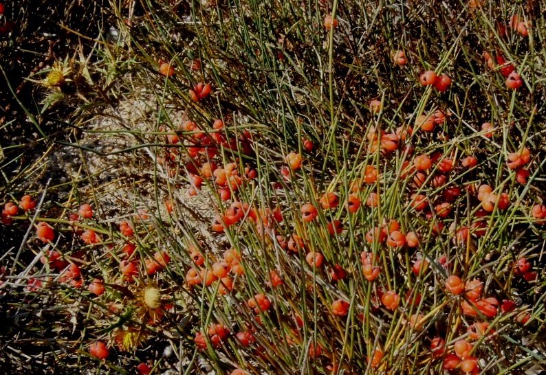 Ephedra distachya / Efedra distachia