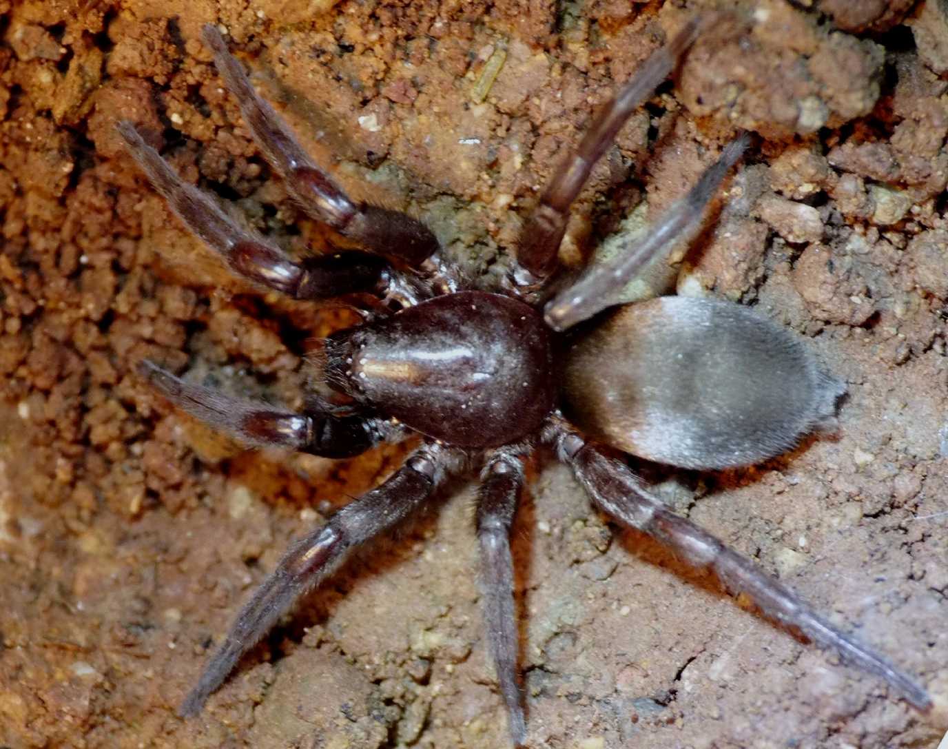 Scotophaeus sp.