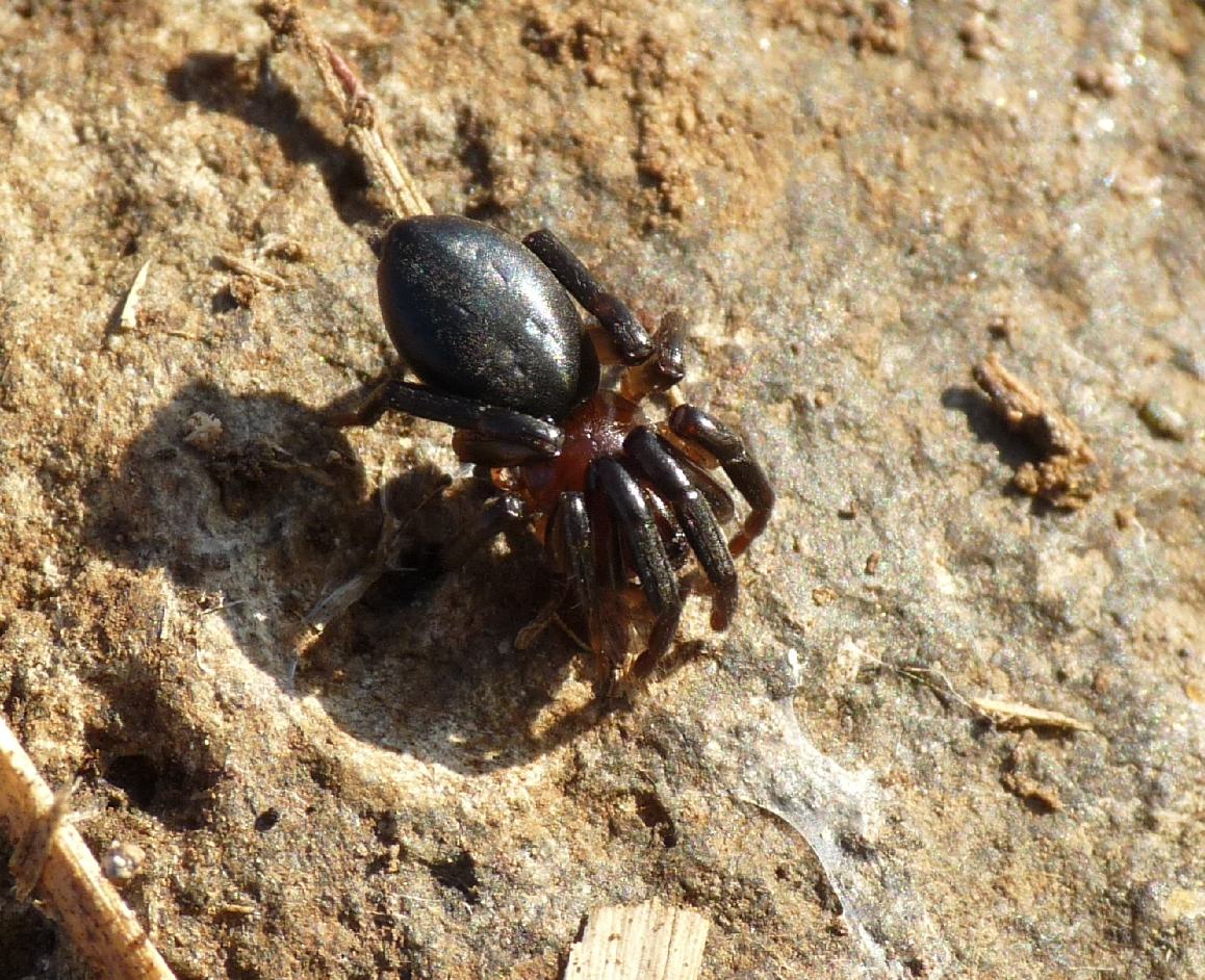 Gnaphosidae