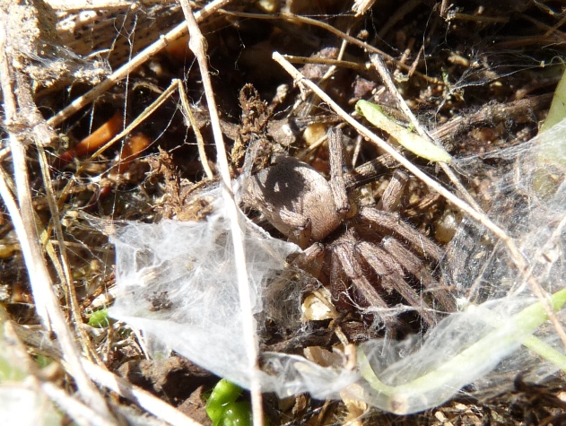 Drassodes sp.