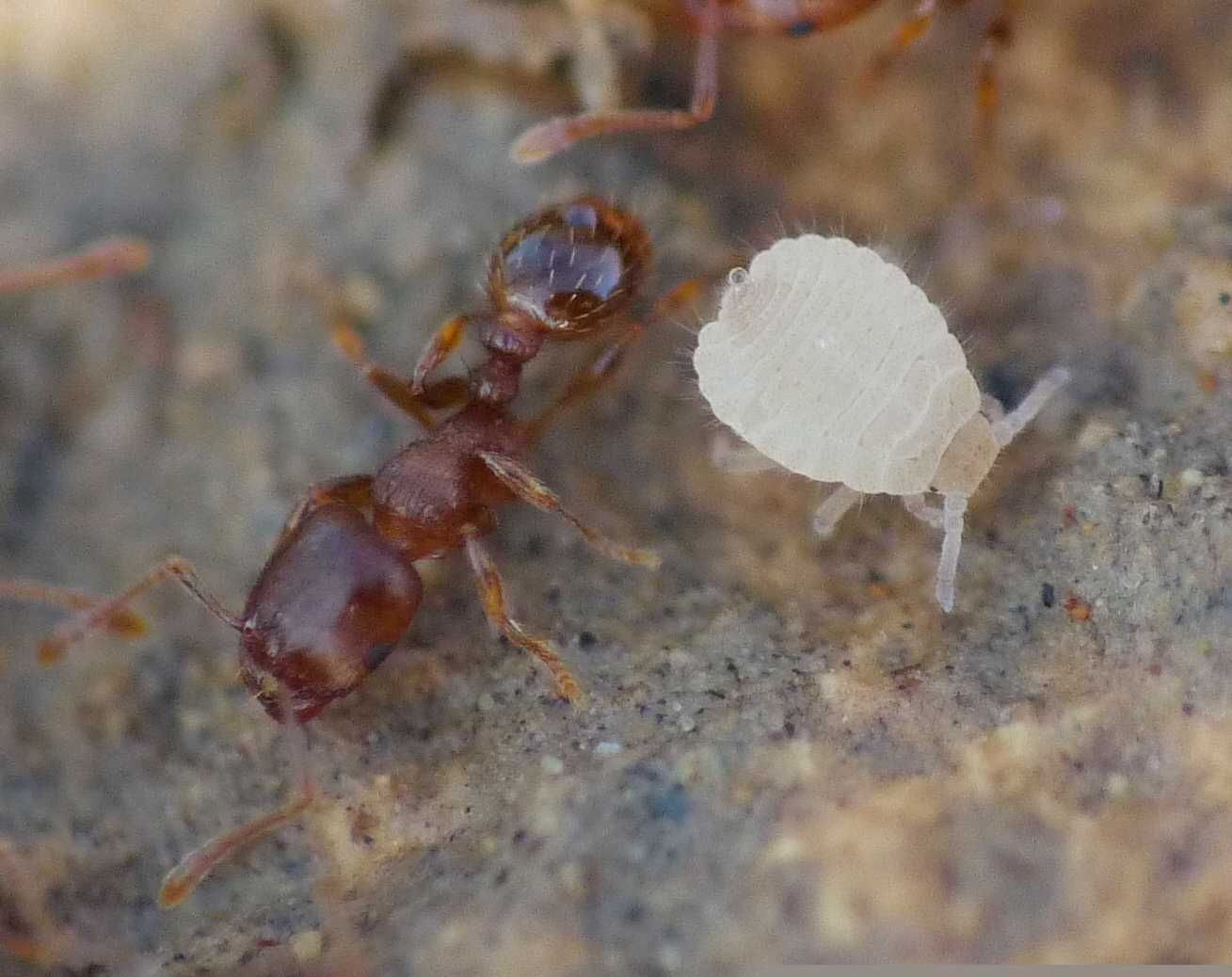 Aphididae ospiti delle formiche Pheidole pallidula: Geoica cfr pellucida