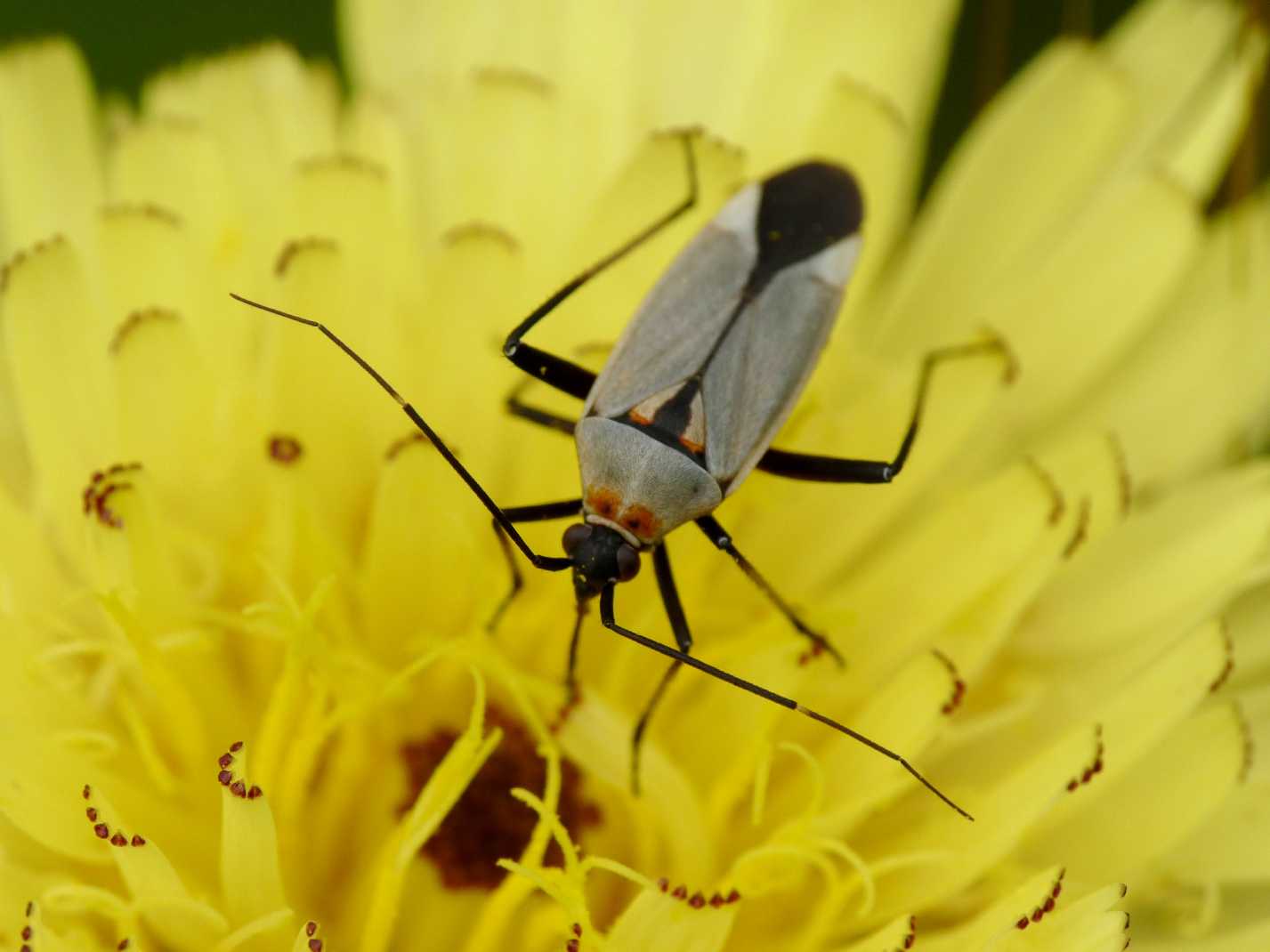 Carrellata di Miridae