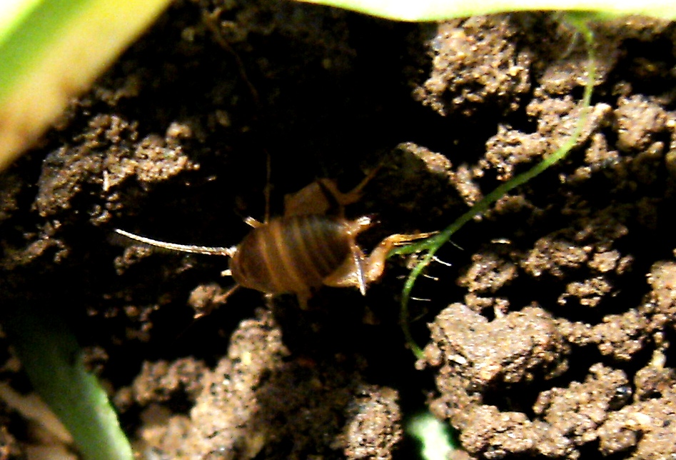 Ospiti delle Messor:Tricholepisma, Oniscidae e Myrmecophilus