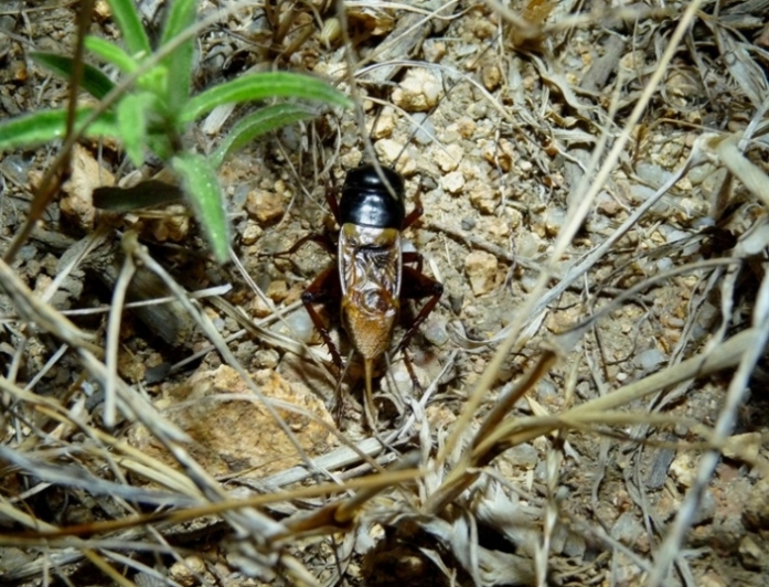 Gryllus bimaculatus