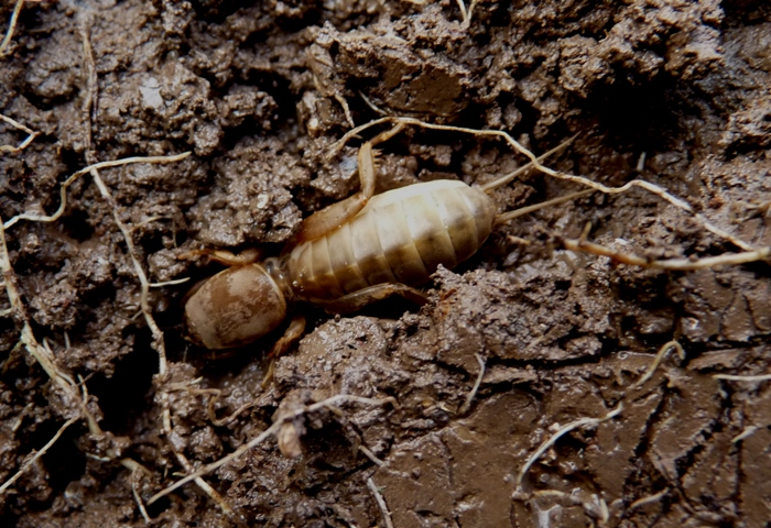 Gryllotalpa sp. - Riepilogo sulle specie italiane