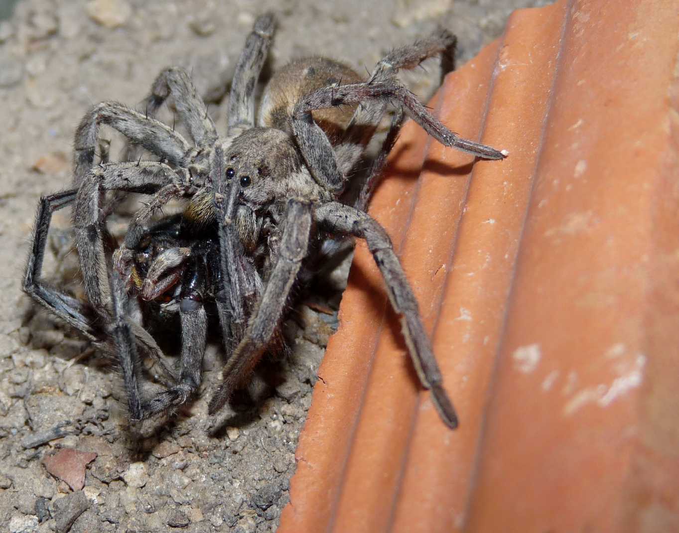 Zoropsis sp.