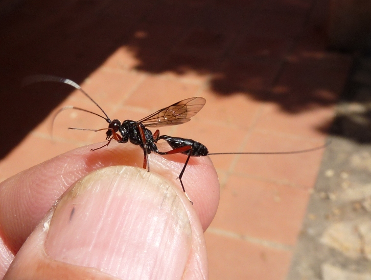Ichneumonidae, sottofamiglia Banchinae