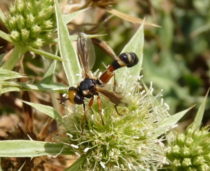 Physocephala del gruppo 