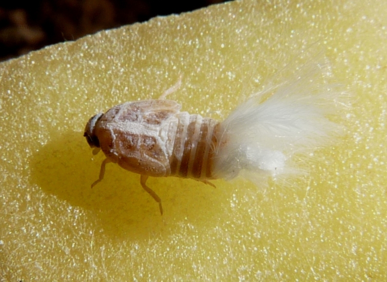 Ospiti delle formiche Myrmica: Cixiidae Reptalus sp.