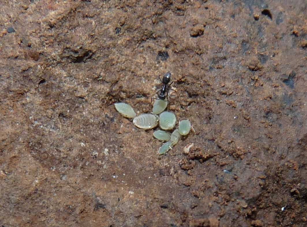 Afidi e Tapinoma