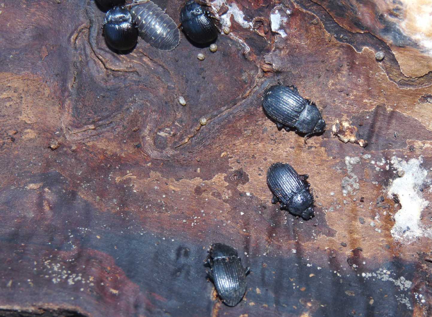 Tenebrionidi sotto la corteccia