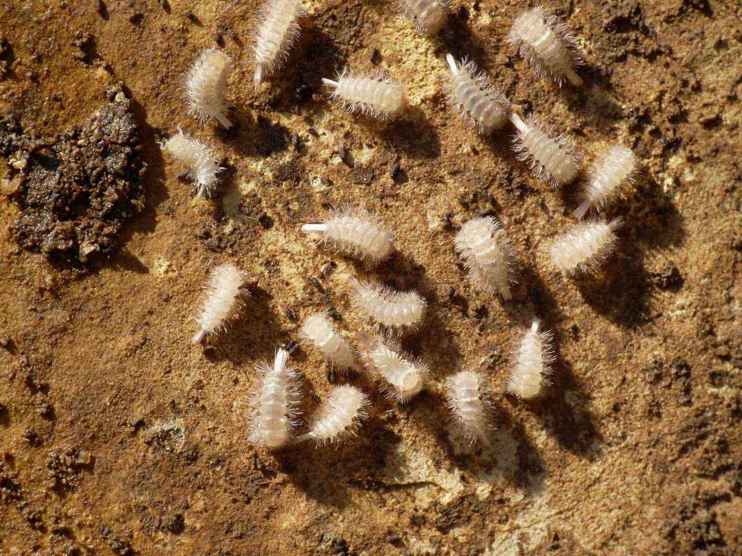 Polyxenida Lophoproctidae: Lophoproctus sp.