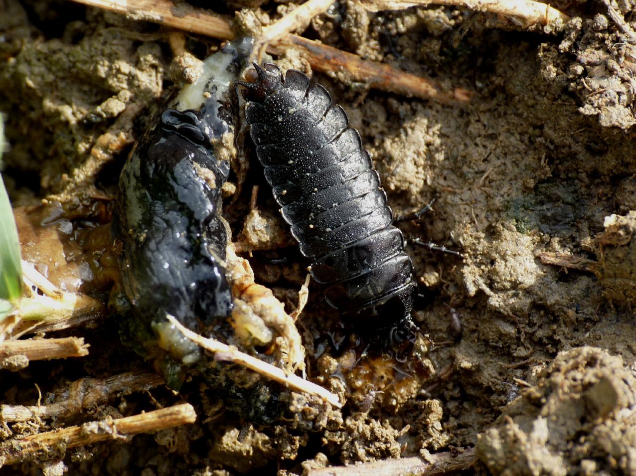 Larva di Silphidae? No, Carabus depressus