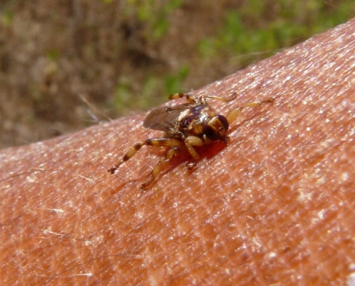 Hippoboscidae: Crataerina hirundinis e Hippobosca equina