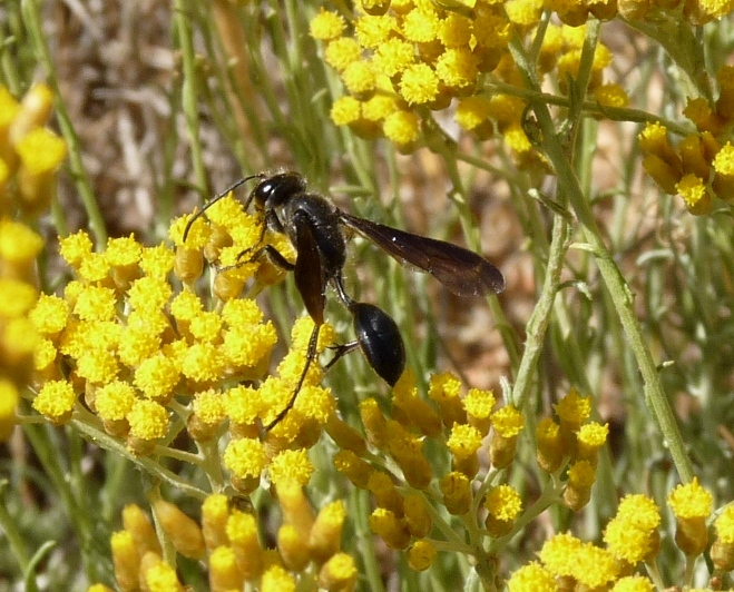 Isodontia mexicana (Sphecidae)