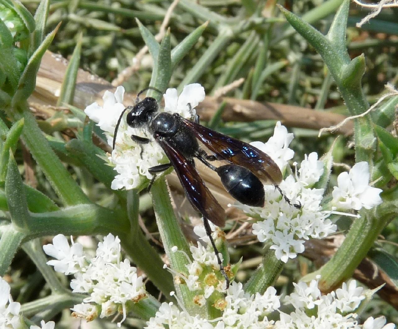 Chalybion  cf. bengalense, (Sphecidae)