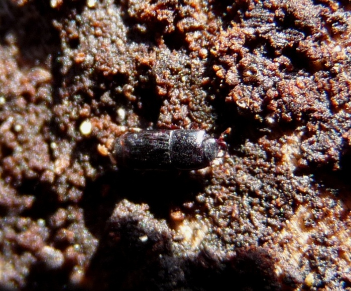 Tenebrionidae? No, Histeridae: Cylister sp.