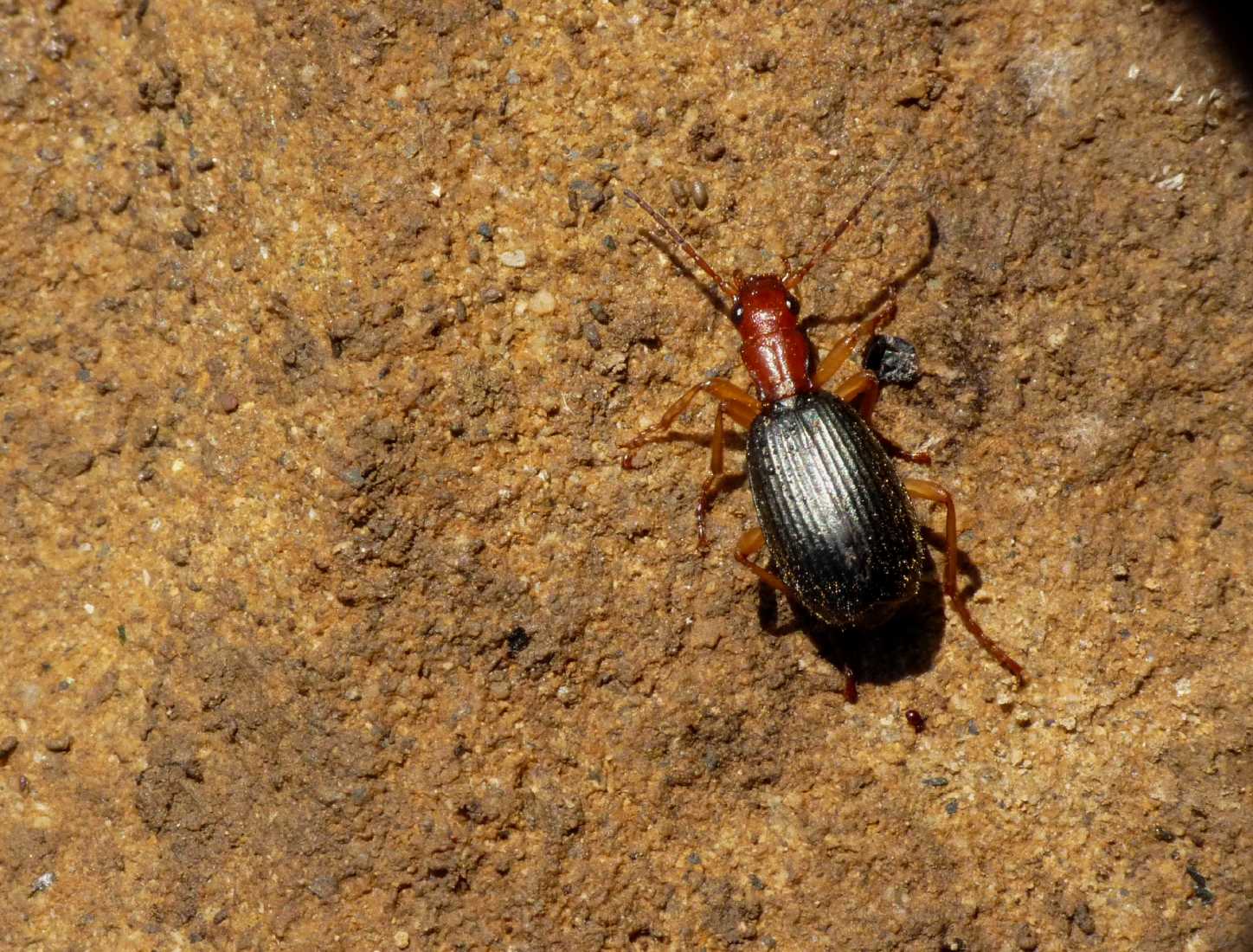 Brachinus italicus della Tolfa