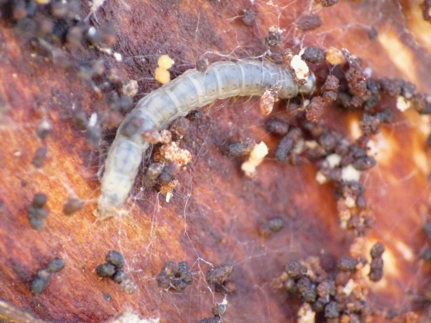 Larva sotto la corteccia