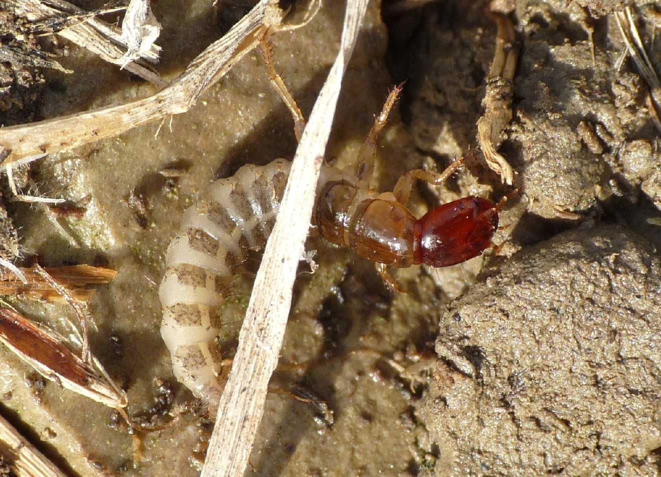 Staphilinidae bronzato: Ocypus cupreus o O. fortunatarum?