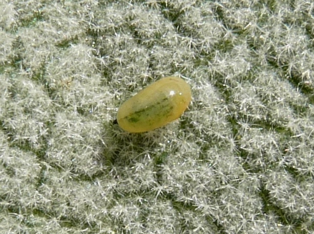 Longitarsus (e larva?)