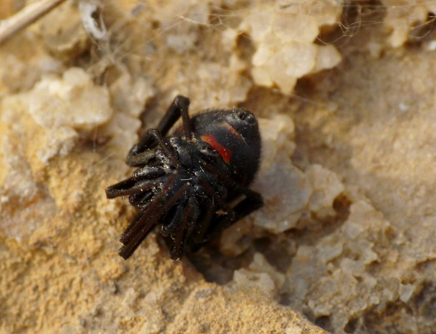 Zoropsis sp.
