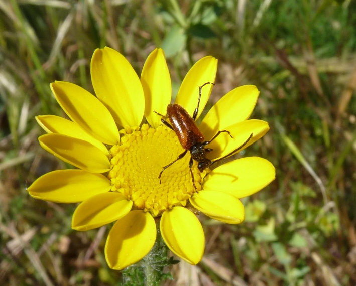 Piccolo cerambicide floricolo