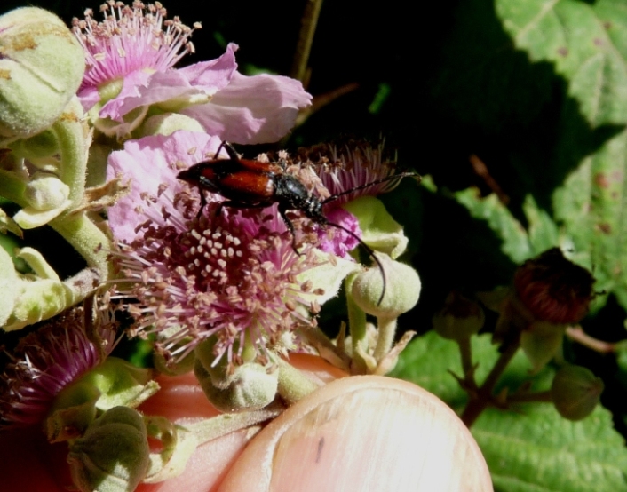 Da identificare: Stenurella melanura