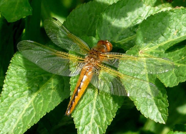 maschio immaturo di Libellula fulva